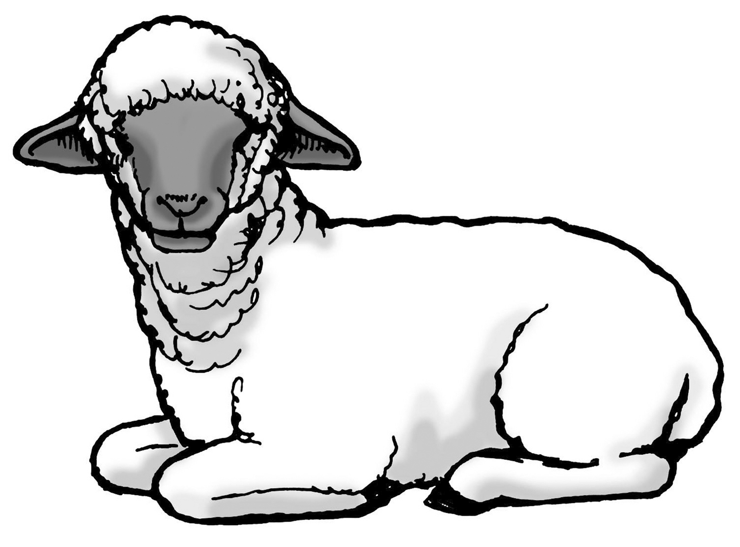 file:///D:/Nature/sheep01_gs.jpg