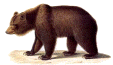 bear.gif (5556 bytes)