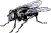 fly2.gif (1566 bytes)