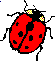 ladybug.gif (1232 bytes)