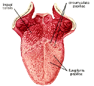 tongue.gif (30422 bytes)